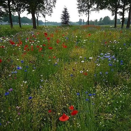 Dreams And Wellness Bed & Breakfast *