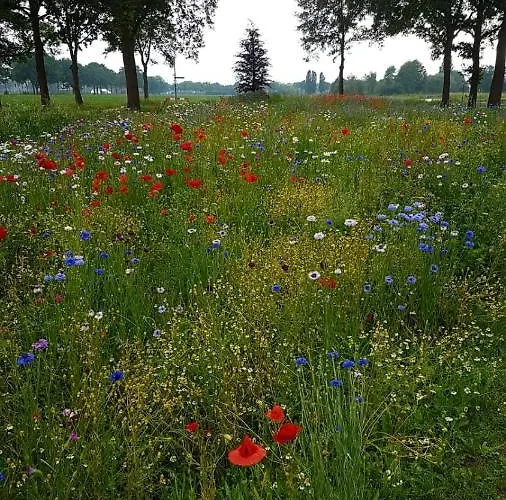 Dreams And Wellness Bed and Breakfast *